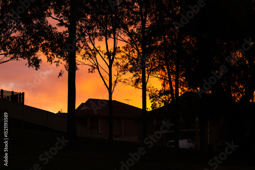 Sunset through silhouetted treed in suburban green area