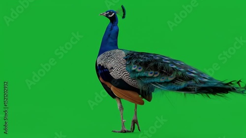Peacock Standing Tall, Vivid Plumage Against Solid Green Backdrop.