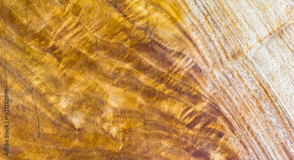 Naklejka premium texture of wood