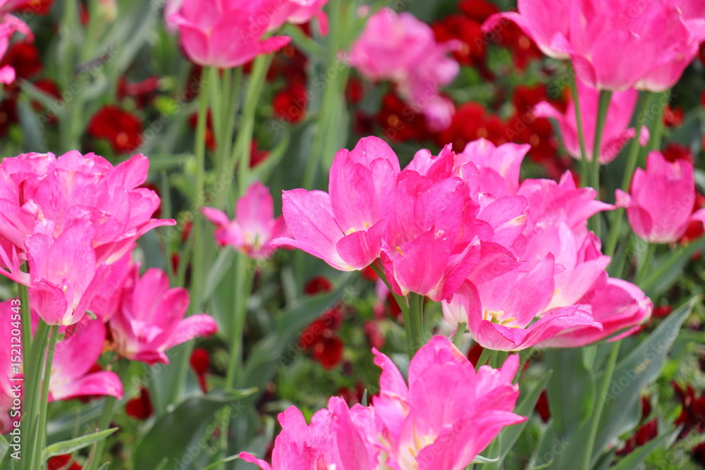 Obraz premium ピンク色のチューリップ ドリームクラブの花壇