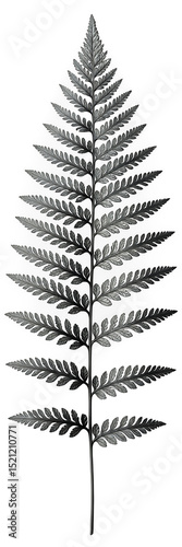 White Fern Design Element, Transparent Cutout, Elegant Asset