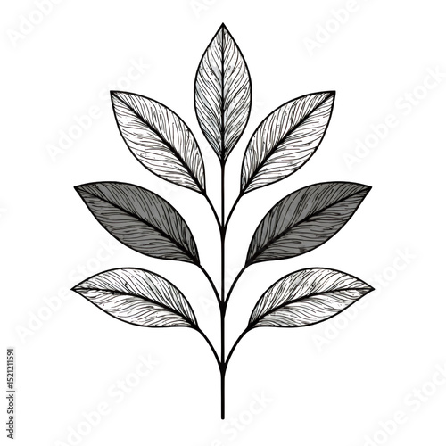 White Leaf Graphic with Transparent Background, Elegant Design