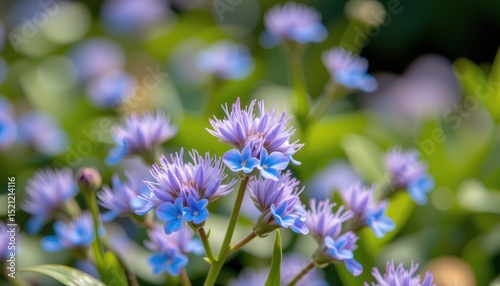 a close up of the blue mist flower (conoclinium coelestinum), taken with a 70 200mm telephoto lens, f/4 aperture photo