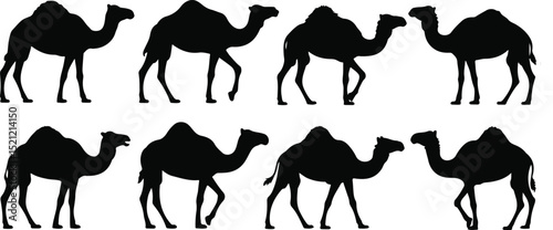 Black and White Silhouette Illustration of Eight Walking Camels in Two Rows on White Background