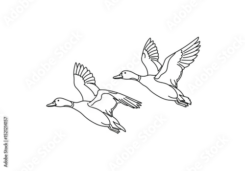 Flying ducks drawing. It is a dynamic black and white outline image of two ducks in flight, perfect for coloring or nature-themed designs. Vector sketch line art draw.