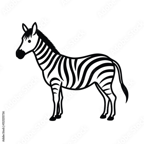 zebra vector illustration