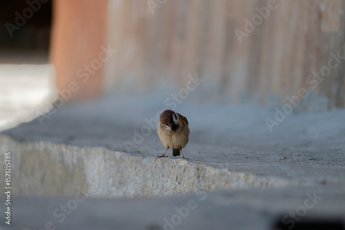 Fototapeta Naklejka Na Ścianę i Meble -  sparrow on the street