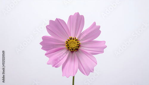 Pink Single Flower Isolated on White Background Vibrant Floral Closeup Natural Beauty
