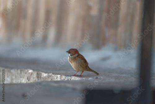 Fototapeta Naklejka Na Ścianę i Meble -  sparrow on the street