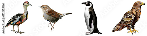 PNG Four diverse bird species stand together in a linear collage.
