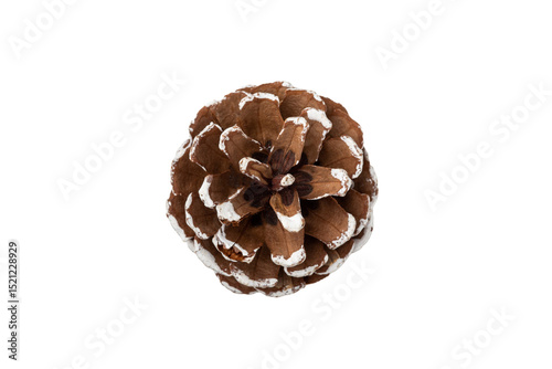 One snow-covered pine cone isolated on a white background