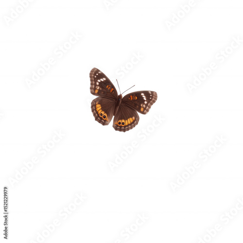 A beautiful butterfly with intricate patterns resting, showcasing its stunning wings against a white isolated background.