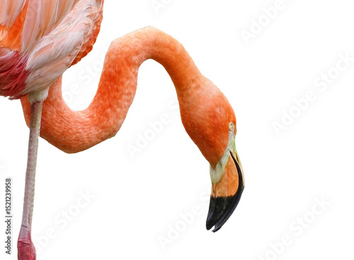 Pink flamingo isolated on white background