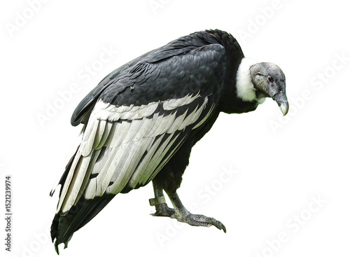Andean condor isolated on white background