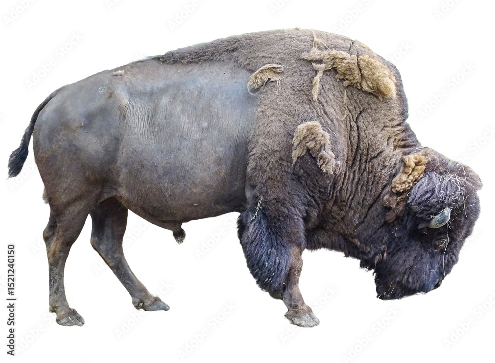 Naklejka premium The head of an American bison