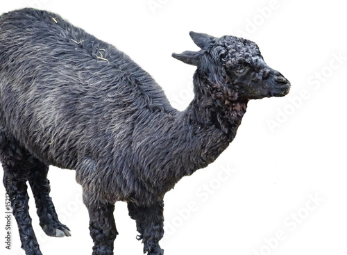 Black alpaca isolated on white