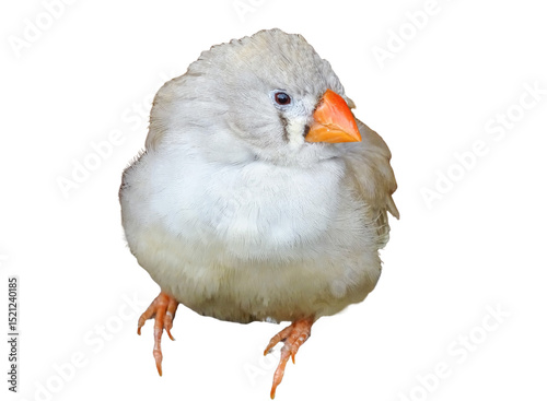 Zebra Finch bird isolated on white. Poephila guttata