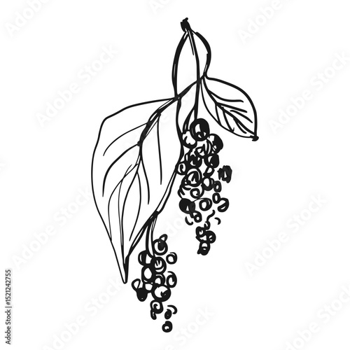Chinese lemongrass hand drawn sketch vector illustration isolated on white background for product packaging designs herbal medicinal products cosmetics items essential oil