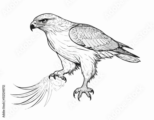 Powerful Hawk Line Art Sketch Embodying Strength and Focus