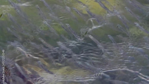 A school of small fish. Spillway channel into the sea.