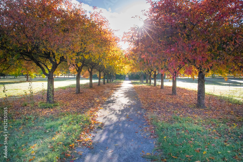 A pathway lined by autumn trees with a sunburst photo