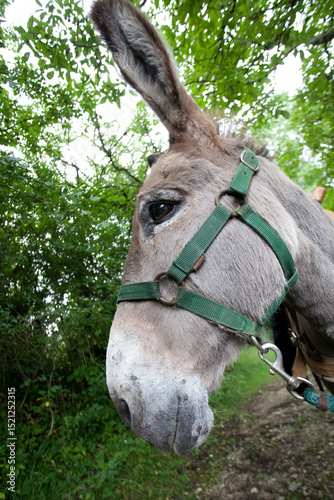 Donkey in the nature in France