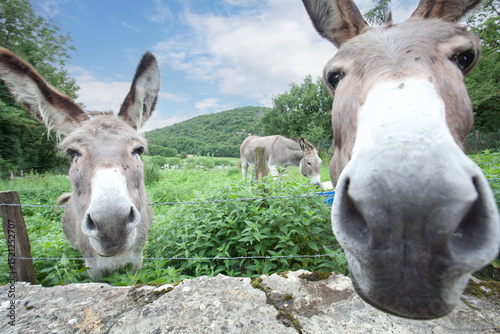 Donkey in the nature in France