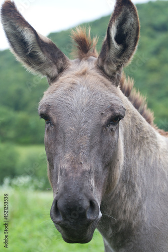 Donkey in the nature in France