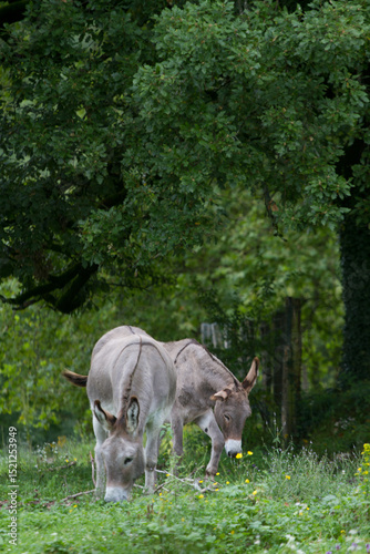 Donkey in the nature in France