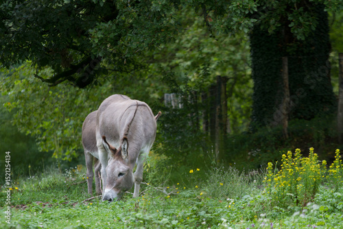 Donkey in the nature in France