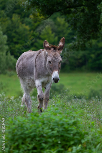 Donkey in the nature in France