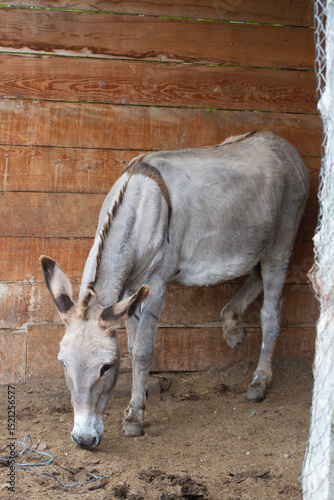 Donkey in the nature in France