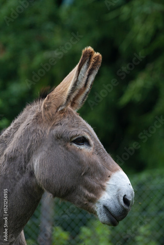 Donkey in the nature in France