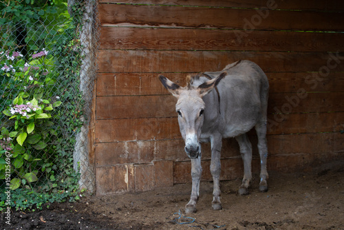 Donkey in the nature in France
