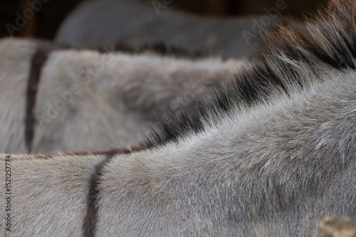 Donkey in the nature in France