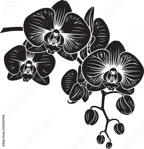 Orchid Flower Branch Silhouette