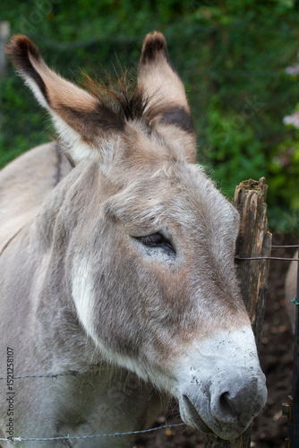 Donkey in the nature in France