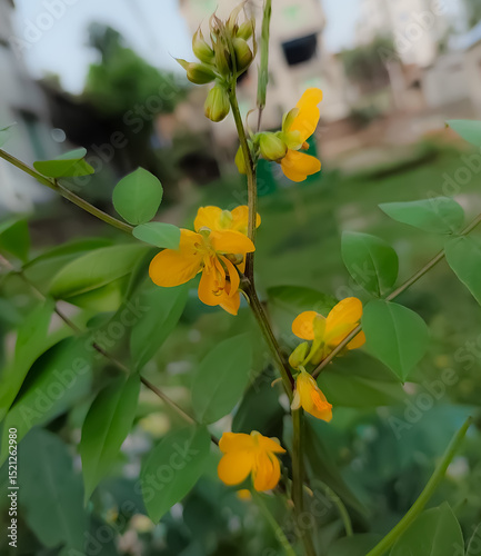 Cambodia. Senna occidentalis is a pantropical plant species, native to the Americas. The species was formerly placed in the genus Cassia. photo