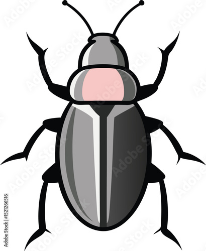 black beetle isolated on white