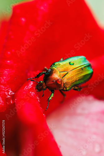 Close-up of bright scarab beetle on red flower covered in fresh dewdrops