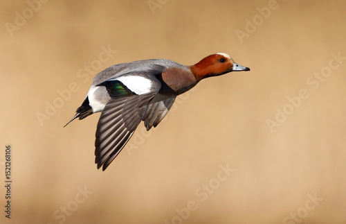 male wigeon in flight