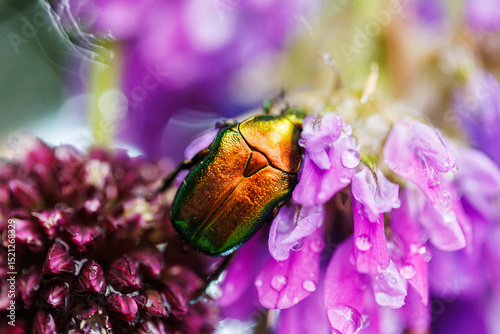Metallic green jewel beetle on purple wildflower covered in dew