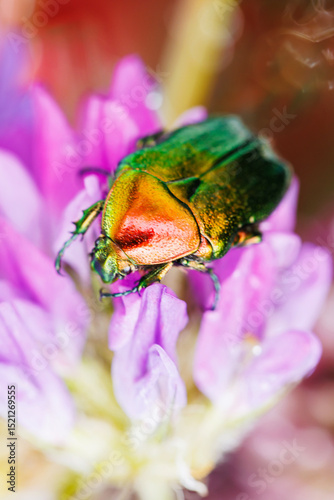 Iridescent scarab beetle on blooming wildflower with dew in macro