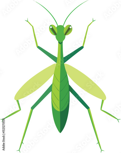 praying mantis isolated on white