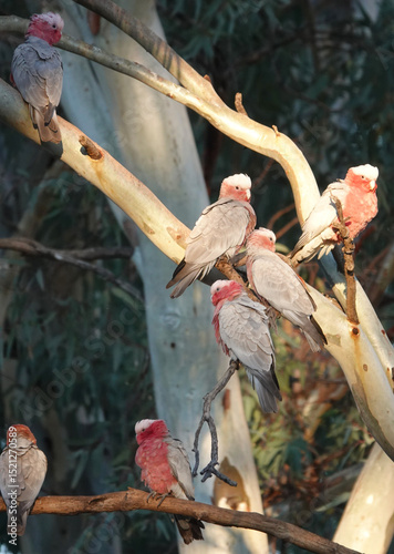 Galah birds nestled in old Eucalyptus tree