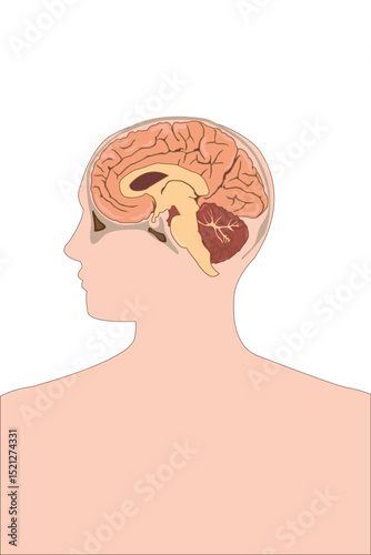 Human brain anatomy in profile view, medical illustration, educational use.