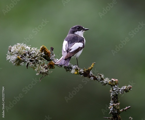 male pied flycatcher
