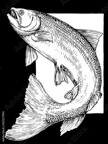 Stunning black and white line art vector illustration of a leaping trout.  Perfect for fishing, nature, or wildlife projects.  High-detail, intricate design.