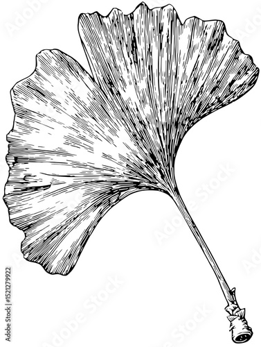 Detailed line art vector illustration of a Ginkgo Biloba leaf.  Perfect for botanical prints, logos, or educational materials.  Clean, elegant design.