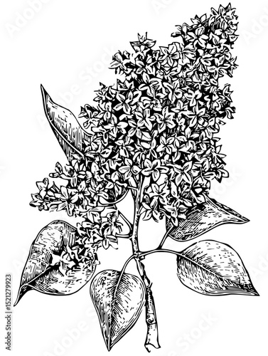 Intricate black and white linocut of a lilac blossom cluster.  Perfect for botanical prints, invitations, or vintage-style designs. Isolated, high-resolution.